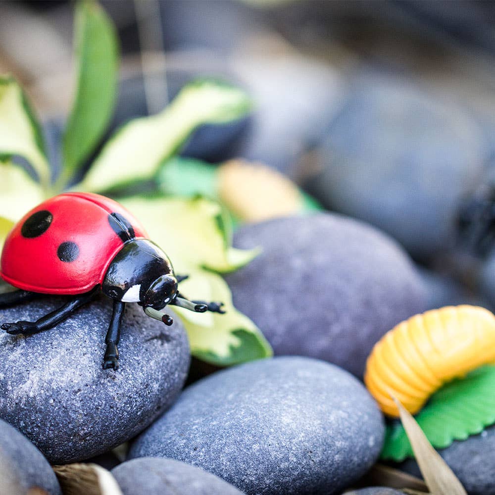 Life Cycle Of a Ladybug