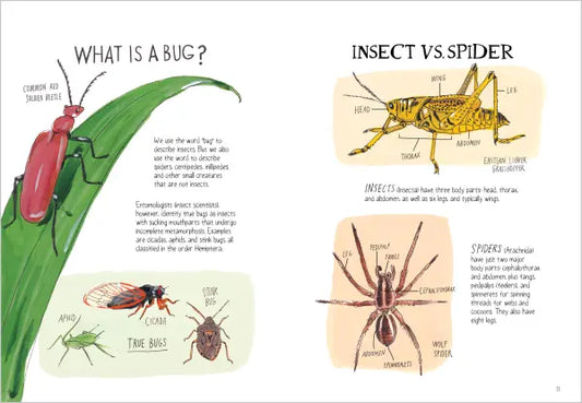 Insect Anatomy The Curious World of Bees, Beetles, Butterflies, and Bugs | Paperback