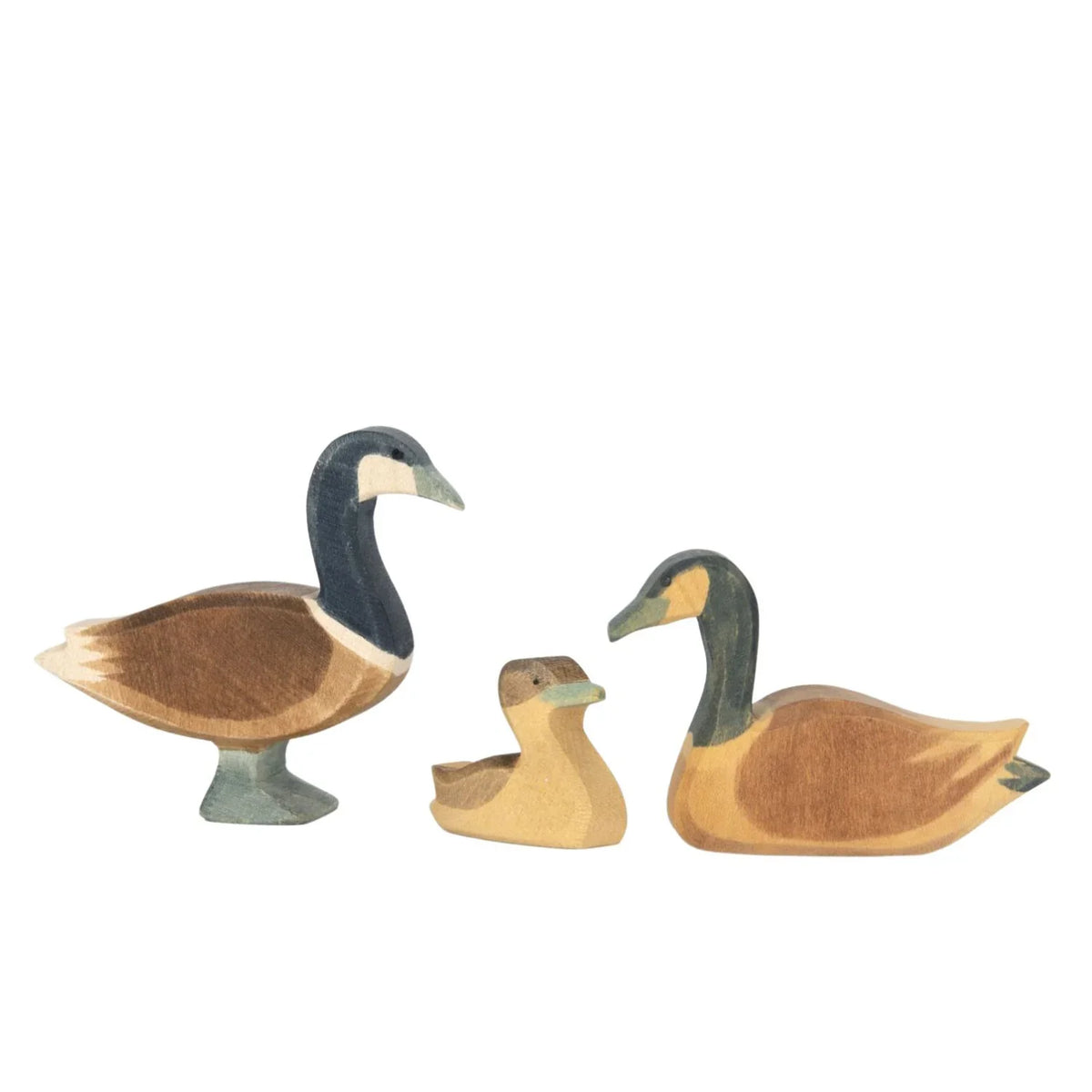 Ostheimer Canada Goose swimming