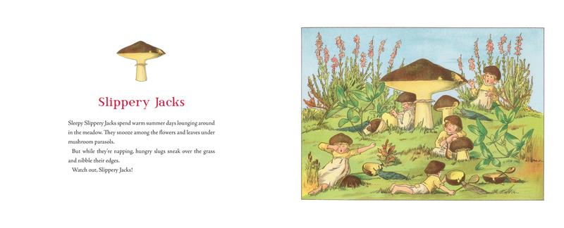 Tales of the Mushroom Folk | Hardcover