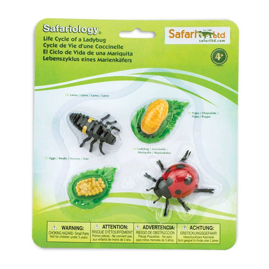 Life Cycle Of a Ladybug