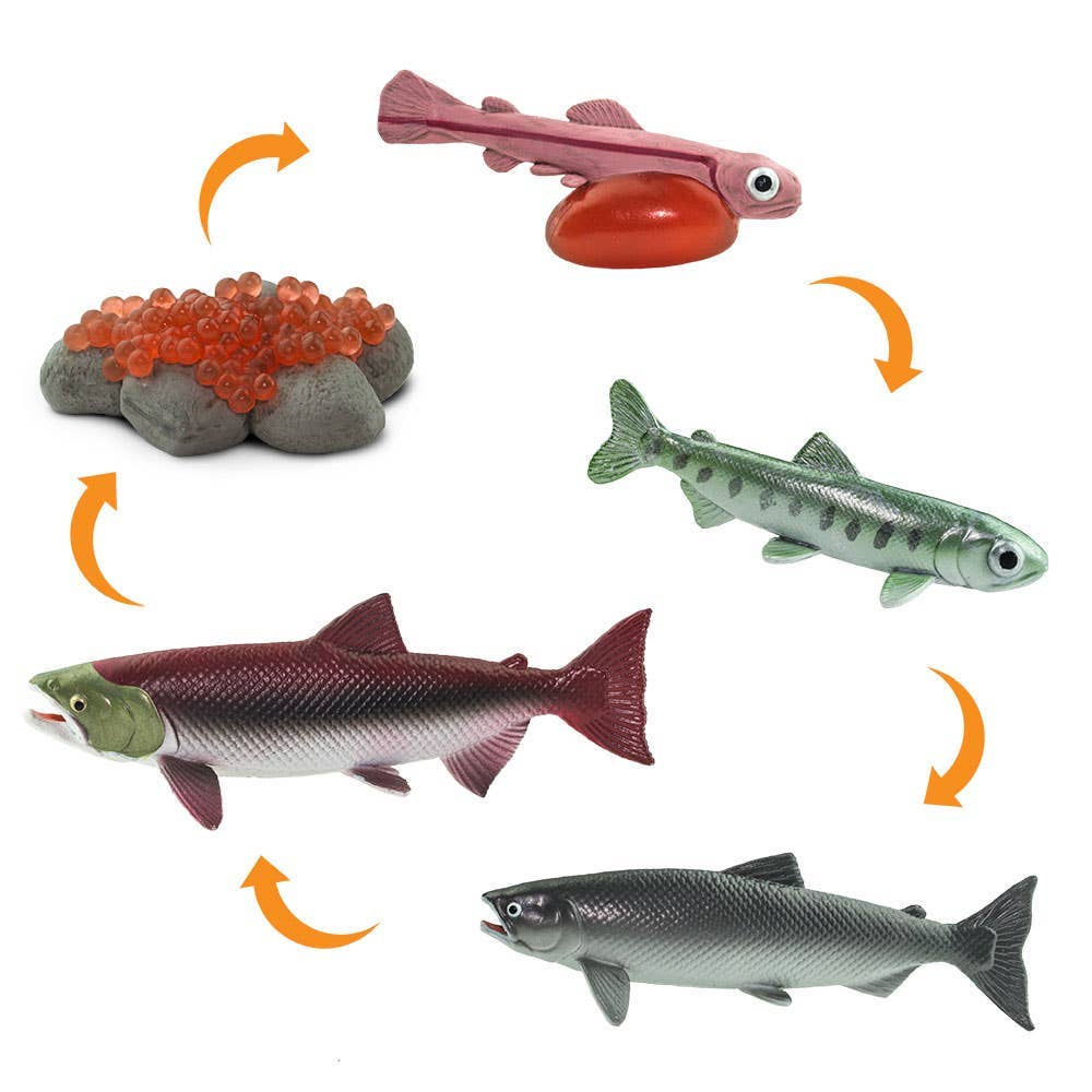 Life Cycle Of a Salmon