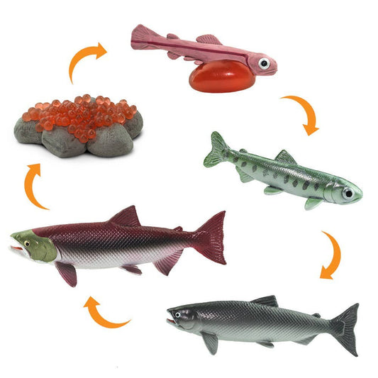 Life Cycle Of a Salmon