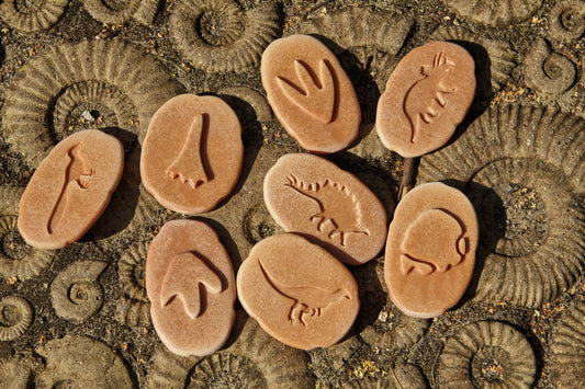 Let’s Investigate – Dinosaur Footprints