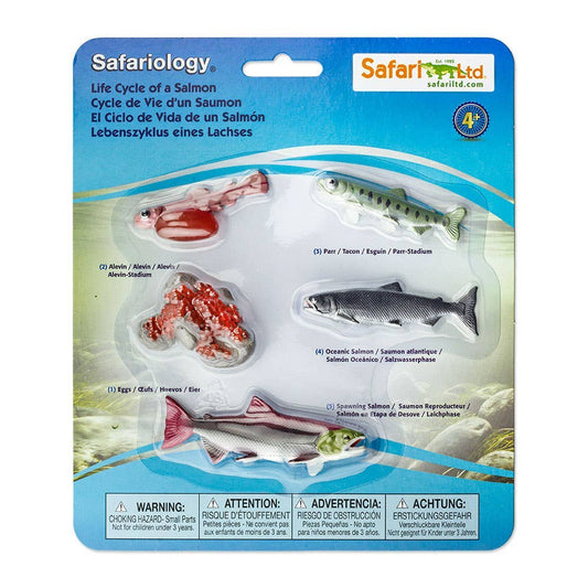 Life Cycle Of a Salmon