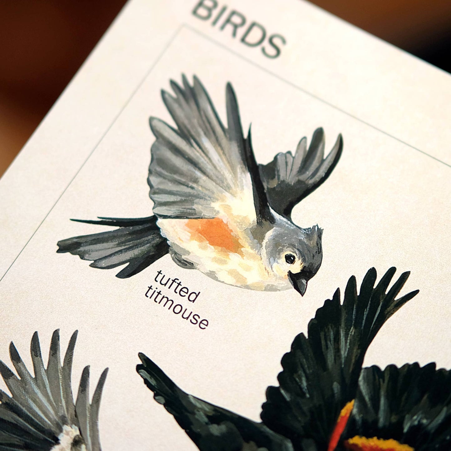 Canadian Birds Art Print | 8x10''