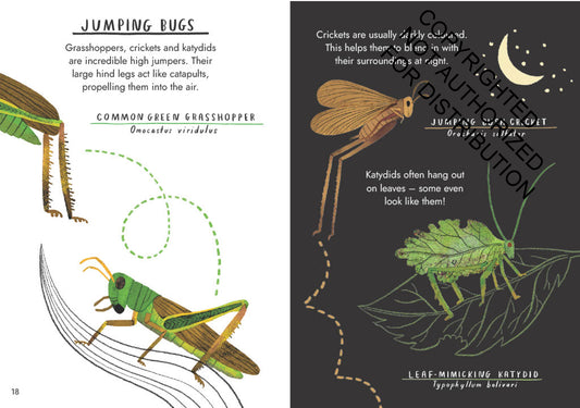 Little Guides to Nature: Hello Bugs | Hardcover