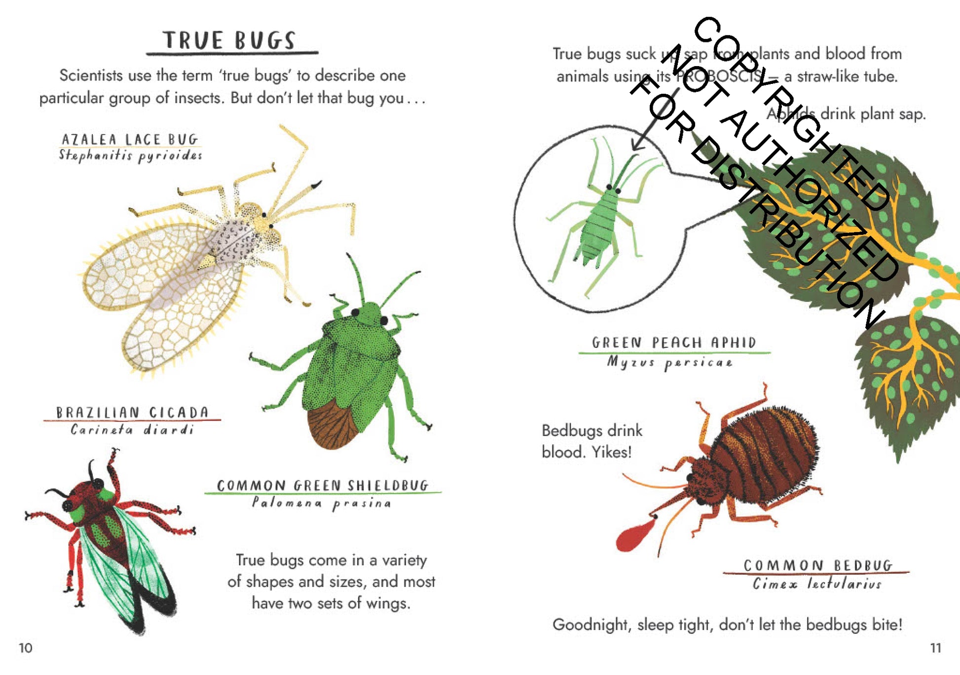 Little Guides to Nature: Hello Bugs | Hardcover