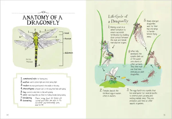 Insect Anatomy The Curious World of Bees, Beetles, Butterflies, and Bugs  |  Paperback