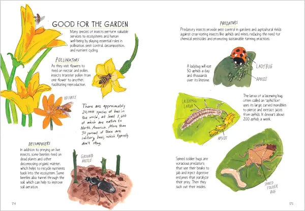 Insect Anatomy The Curious World of Bees, Beetles, Butterflies, and Bugs  |  Paperback