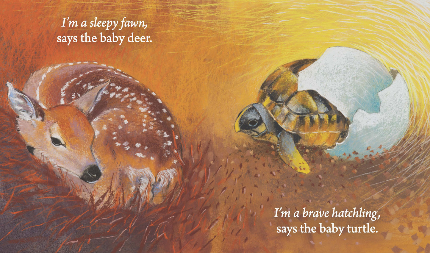 Hello Baby Animals, Who Are You? | Boardbook