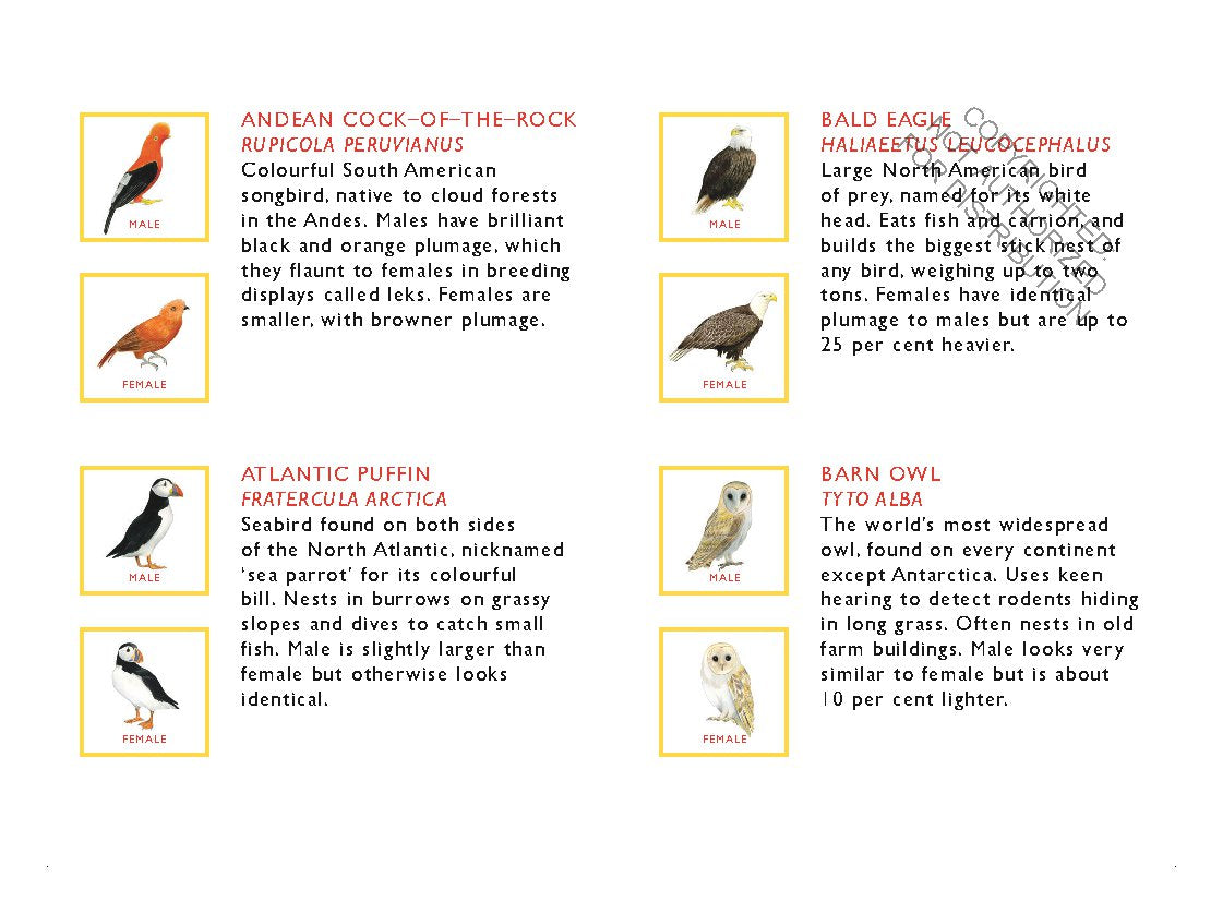 Match a Pair of Birds Memory Game | Game