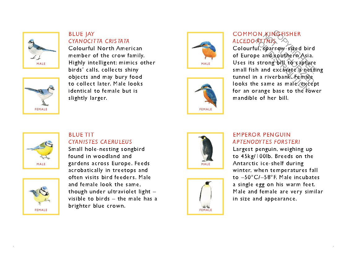 Match a Pair of Birds Memory Game | Game