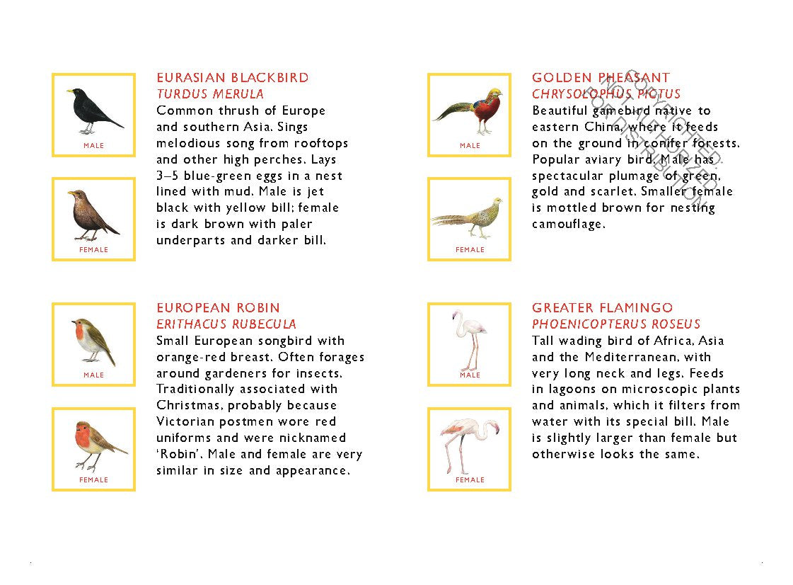 Match a Pair of Birds Memory Game | Game