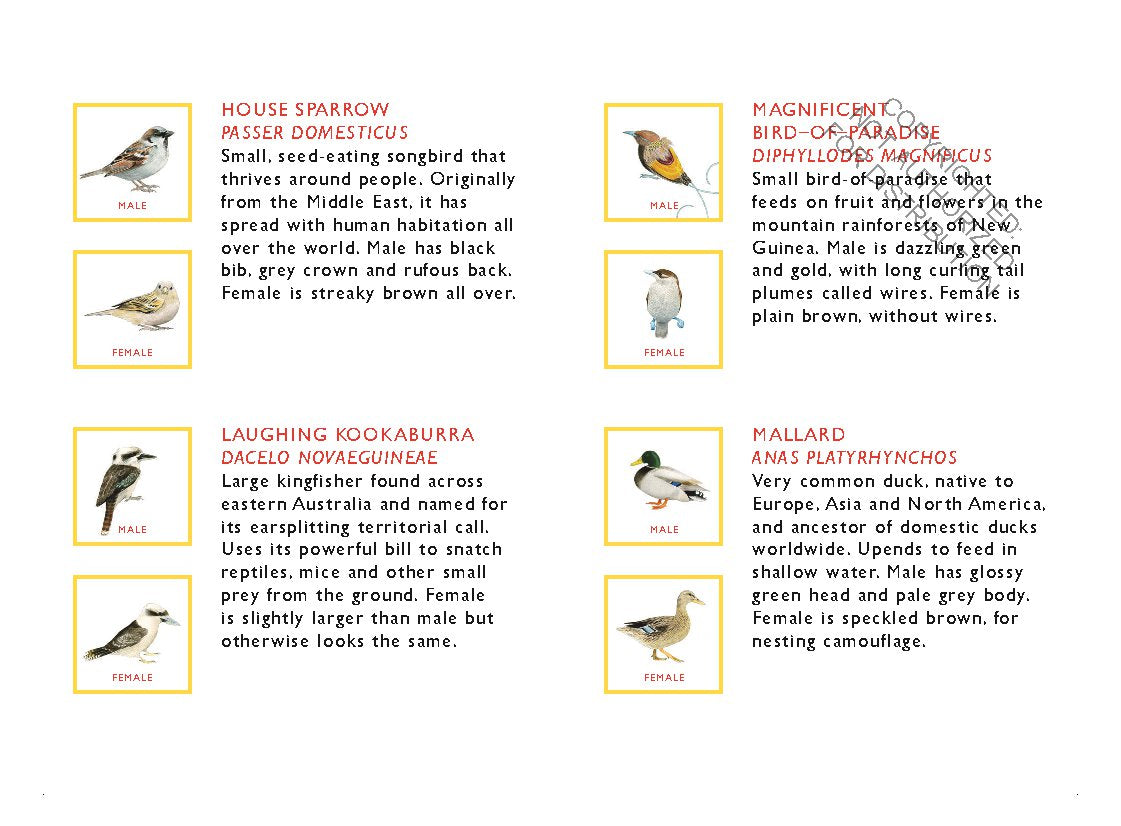 Match a Pair of Birds Memory Game | Game