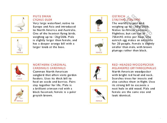 Match a Pair of Birds Memory Game | Game