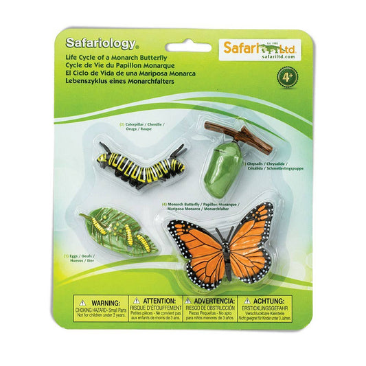 Life Cycle Of a Monarch Butterfly