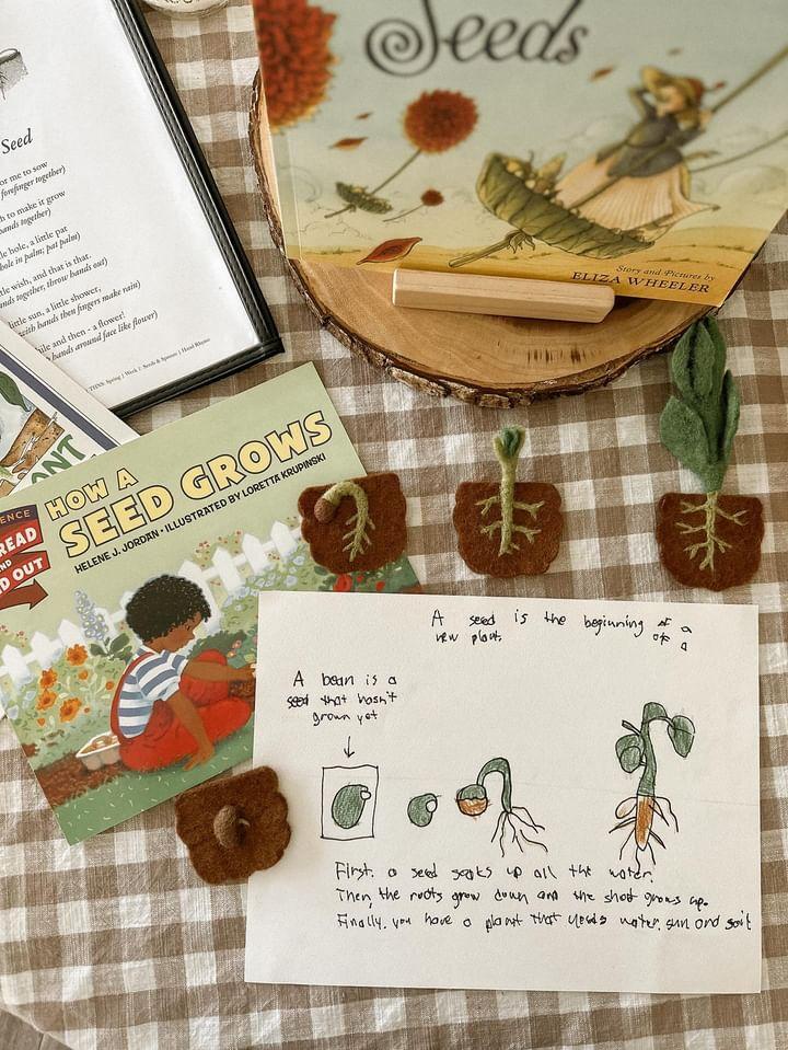 Tara Treasures Felt Lifecycle of Bean Plant (playmat sold separately)