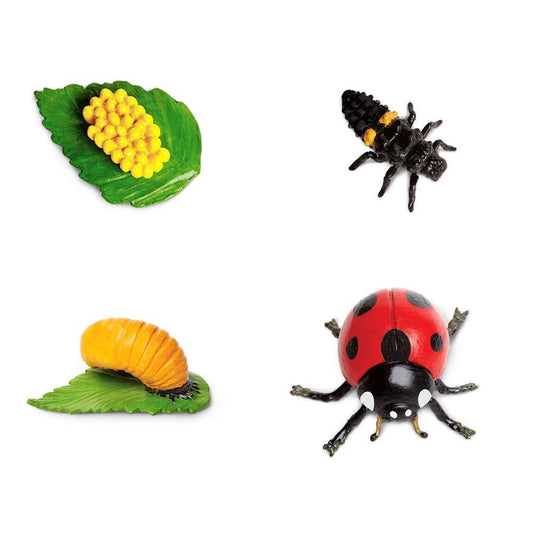 Life Cycle Of a Ladybug