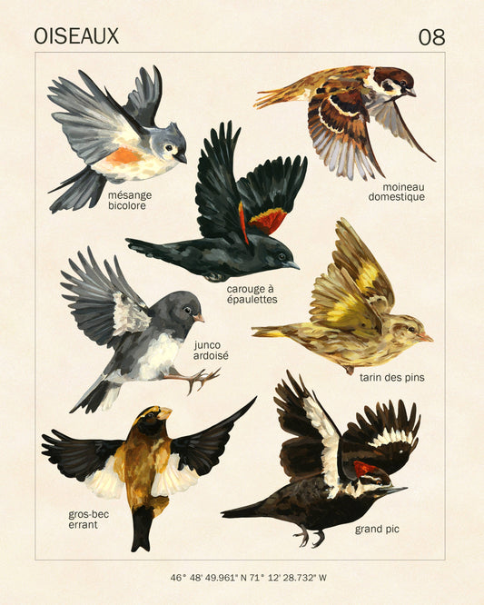 FRENCH Canadian Birds Art Print | 8x10''